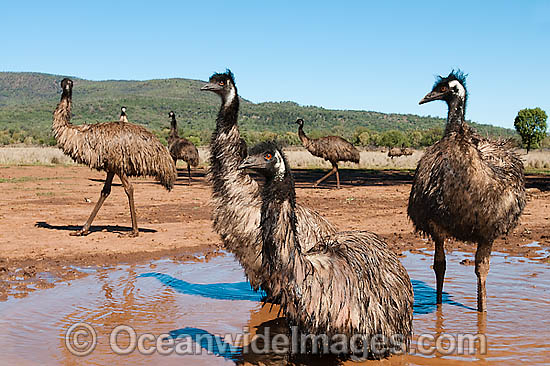 Emu wallowing in puddle photo Emu wallowing in puddle photo
