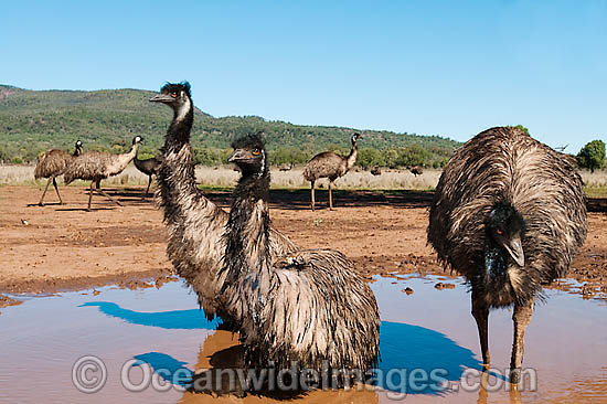 Emu wallowing in puddle photo Emu wallowing in puddle photo