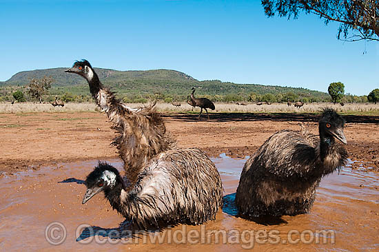 Emu wallowing in puddle photo Emu wallowing in puddle photo