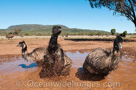 Emu wallowing in puddle photo