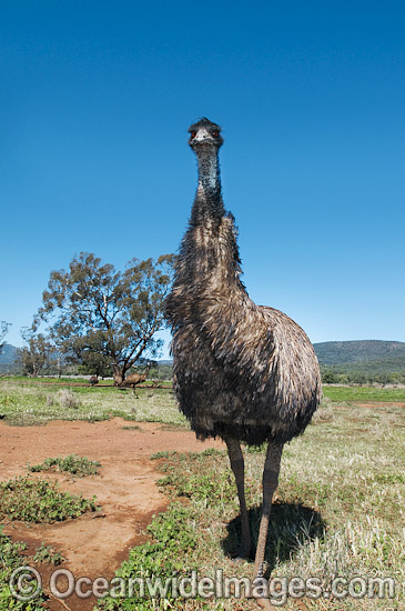 Emu Dromaius novaehollandiae photo