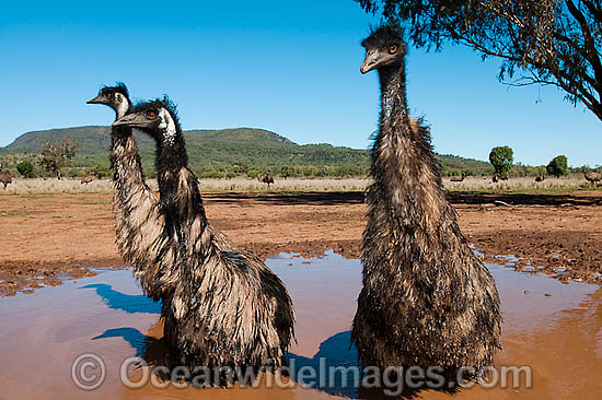 Emu wallowing in puddle photo
