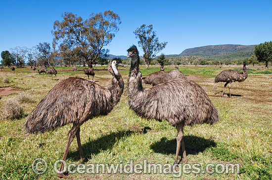 Emu flock photo Emu flock photo
