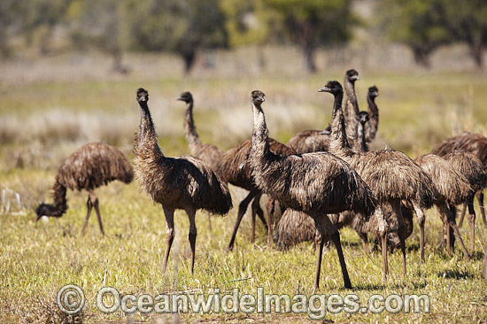 Emu flock of juveniles photo Emu flock of juveniles photo