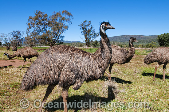 Emu flock photo Emu flock photo