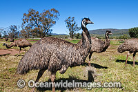 Emu flock Photo - Gary Bell