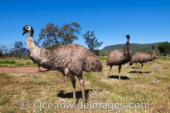Emu Dromaius novaehollandiae photo Emu Dromaius novaehollandiae photo