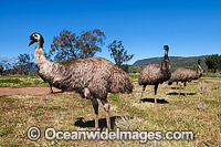 Emu Dromaius novaehollandiae Photo - Gary Bell