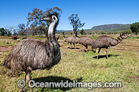 Emu flock Photo - Gary Bell