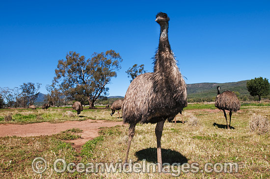 Emu Dromaius novaehollandiae photo Emu Dromaius novaehollandiae photo