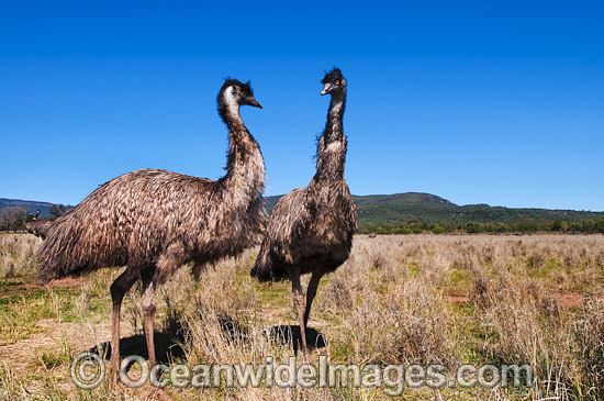 Emus photo Emus photo