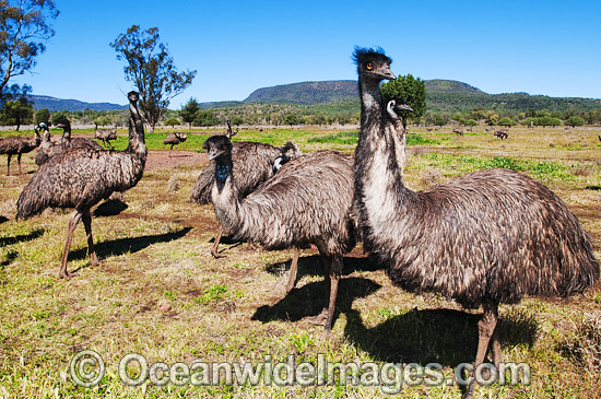 Emu flock photo Emu flock photo