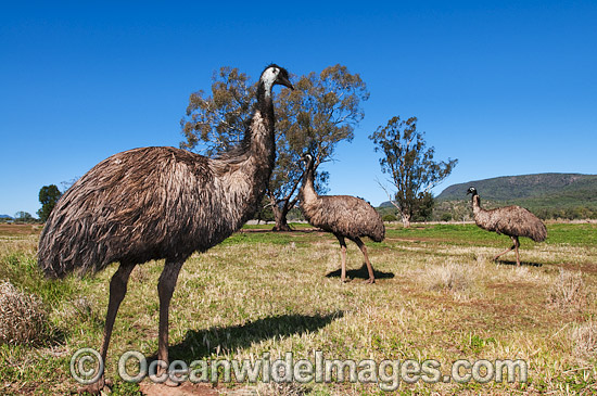 Emus photo