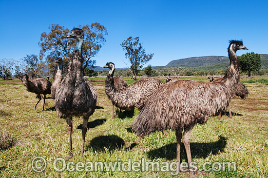 Emu flock photo