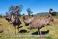 Emu flock Photo - Gary Bell