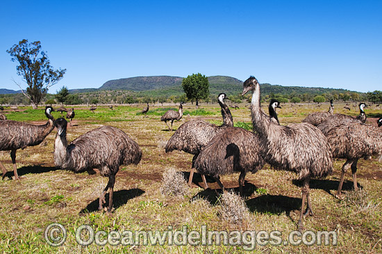 Emu flock photo