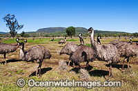Emu flock Photo - Gary Bell