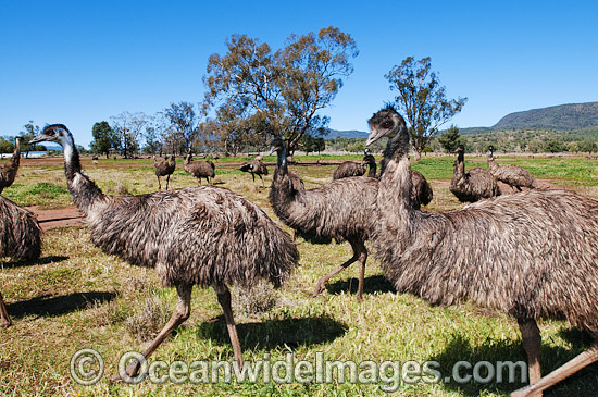 Emu flock photo Emu flock photo