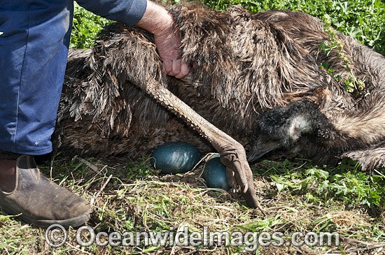 Emu male sitting on eggs photo Emu male sitting on eggs photo