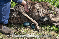 Emu male sitting on eggs Photo - Gary Bell