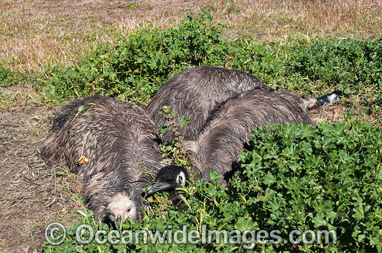 Emu males sitting on eggs photo