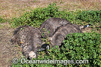 Emu males sitting on eggs Photo - Gary Bell