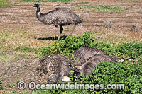 Emu Dromaius novaehollandiae Photo - Gary Bell