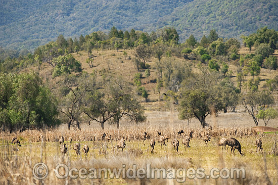 Emu juveniles grazing photo Emu juveniles grazing photo