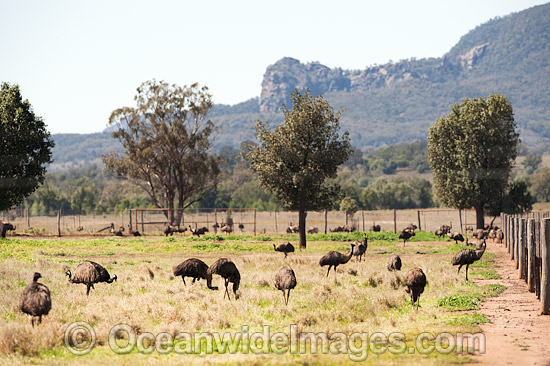 Emus at Emu farm photo