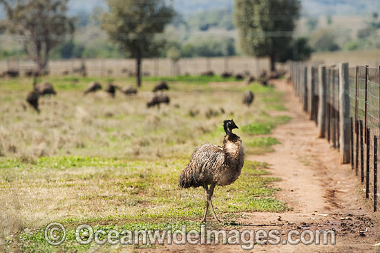 Emus at Emu farm photo Emus at Emu farm photo