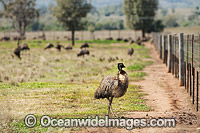 Emus at Emu farm Photo - Gary Bell