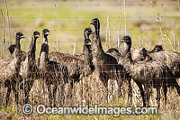 Emus at Emu farm Photo - Gary Bell