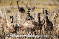 Emus at Emu farm Photo - Gary Bell