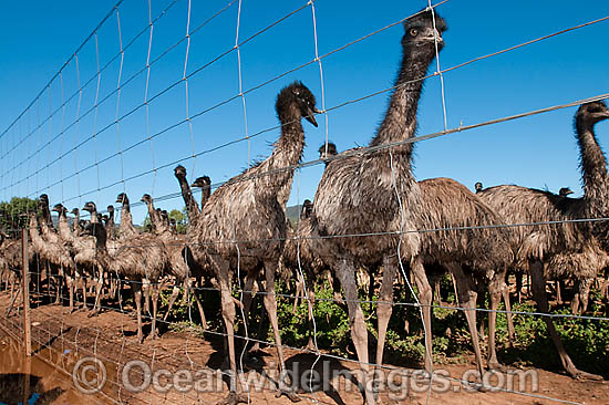 Emus fenced at Emu farm photo