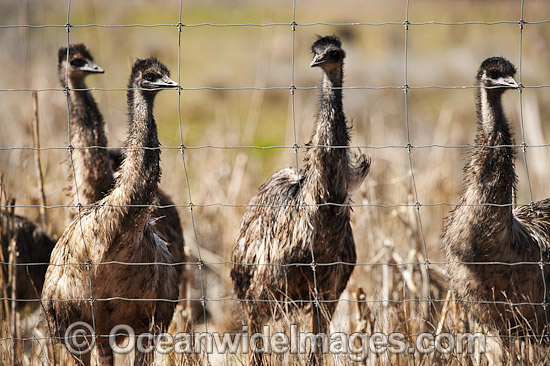Emus at Emu farm photo Emus at Emu farm photo