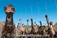 Emus fenced at Emu farm Photo - Gary Bell