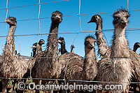 Emus at Emu farm Photo - Gary Bell