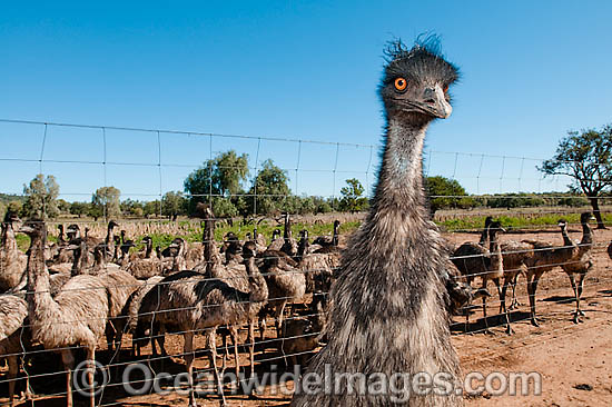 Emus fenced at Emu farm photo Emus fenced at Emu farm photo