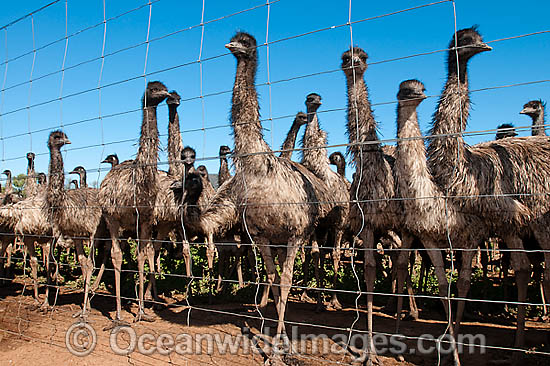 Emus at Emu farm photo Emus at Emu farm photo