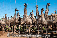 Emus at Emu farm Photo - Gary Bell
