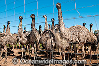 Emus fenced at Emu farm Photo - Gary Bell