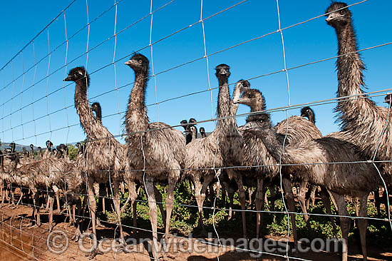 Emus at Emu farm photo Emus at Emu farm photo