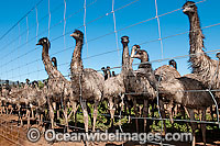 Emus at Emu farm Photo - Gary Bell