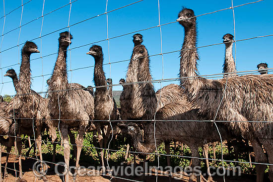 Emus fenced at Emu farm photo Emus fenced at Emu farm photo
