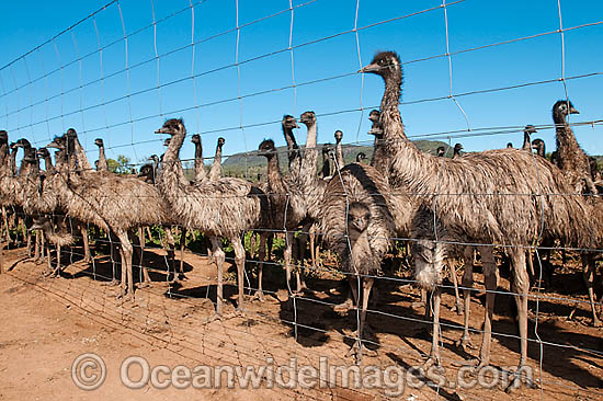 Emus at Emu farm photo Emus at Emu farm photo
