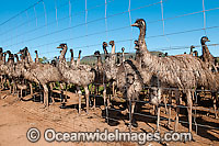 Emus at Emu farm Photo - Gary Bell