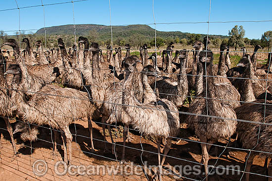 Emus fenced at Emu farm photo Emus fenced at Emu farm photo