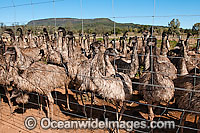 Emus fenced at Emu farm Photo - Gary Bell