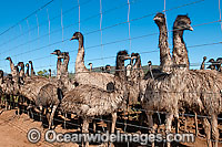 Emus at Emu farm Photo - Gary Bell