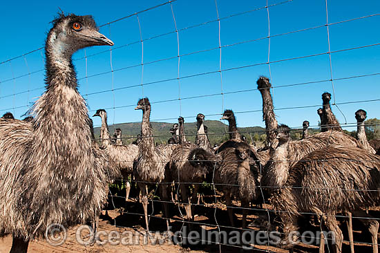 Emus at Emu farm photo Emus at Emu farm photo